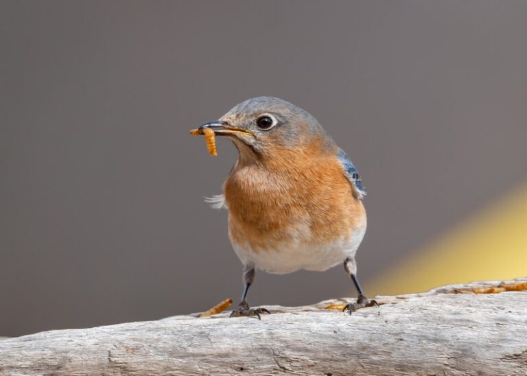 Feeding Mealworms to Bluebirds