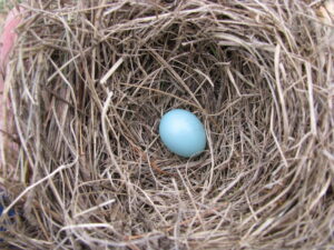 bluebird egg