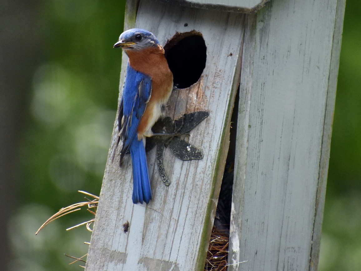 Cleaning out nestboxes - Sialis.org - Bluebird Information and Resources
