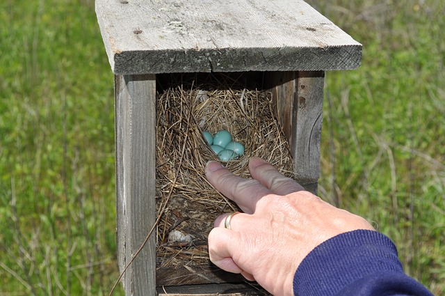 Bluebird egg nestbox check, photo by Sharon from Pixabay