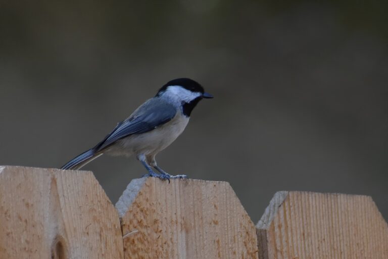 Carolina Chickadee photo by Ray Shrewsberry from Pixaby