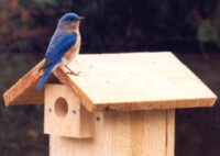 Chalet nestbox design by Gary Springer