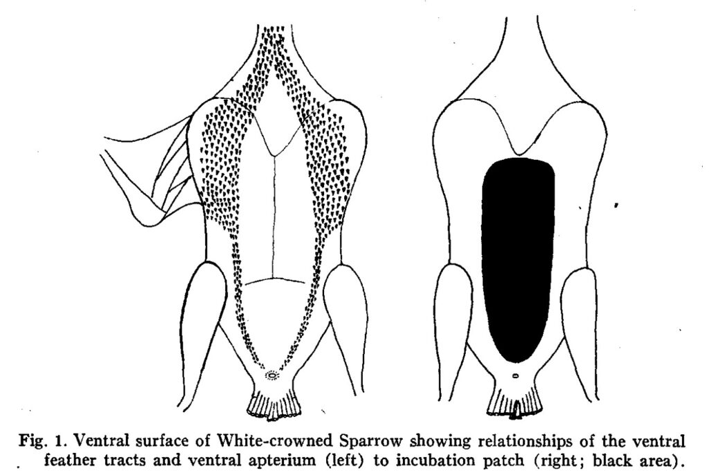 Figure from The Incubation Patch of Passerine Birds, by Robert E. Bailey, 1952.