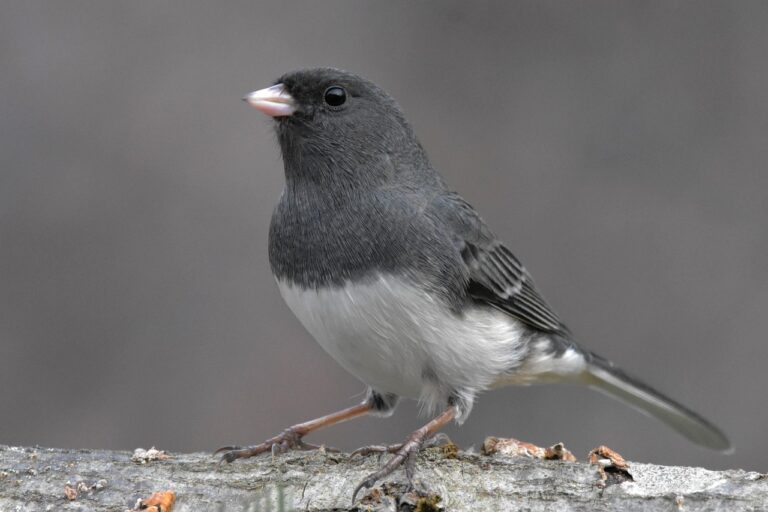 Dark-eyed Junco, photo by Jack Bulmer, on Pixabay