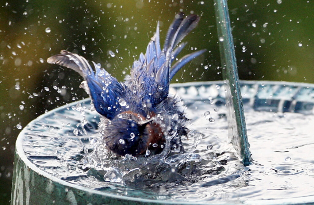 Splish Splash. Photo by David Kinneer