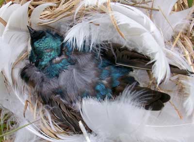 dead adult tree swallow on nest. Photo by Bet Zimmerman Smith