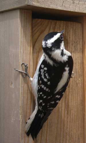 Downy checking out nestbox