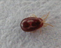 feather mite. WIkipedia photo