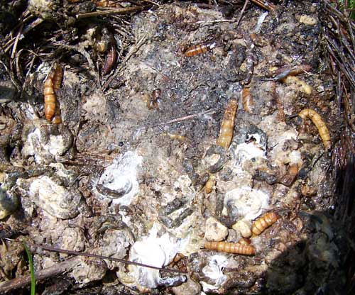 Fecal glue. Photo by Bet Zimmerman Smith