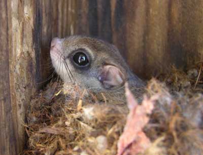 Flying Squirrel in Nestbox in Texas. Photo by Keith Kridler