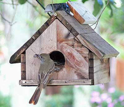 Great crested flycatcher at box