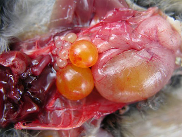 Photo of HOSP egg production by Keith Kridler