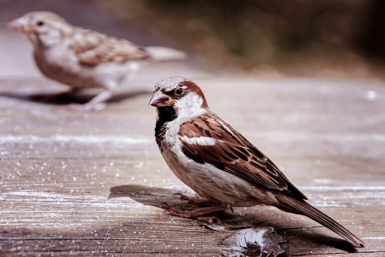 All About House Sparrows (Passer domesticus) (HOSP) – biology