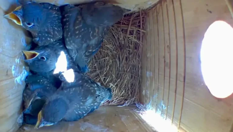 Bluebird nestlings panting in VA - photo by Christine Boran