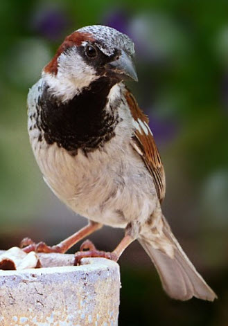 Male house sparrow, photo from pixabay Oldiefan