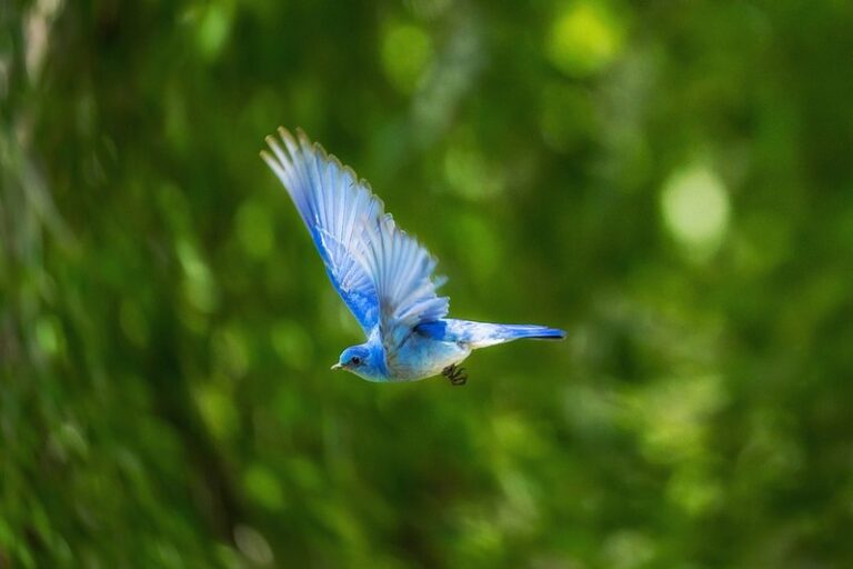 Mountain Bluebird
