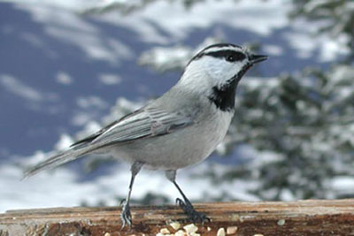 Mountain chickadee
