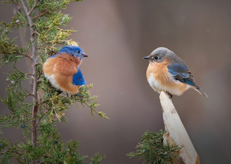 Cooperative Breeding and/or Care by the Same or Different Species