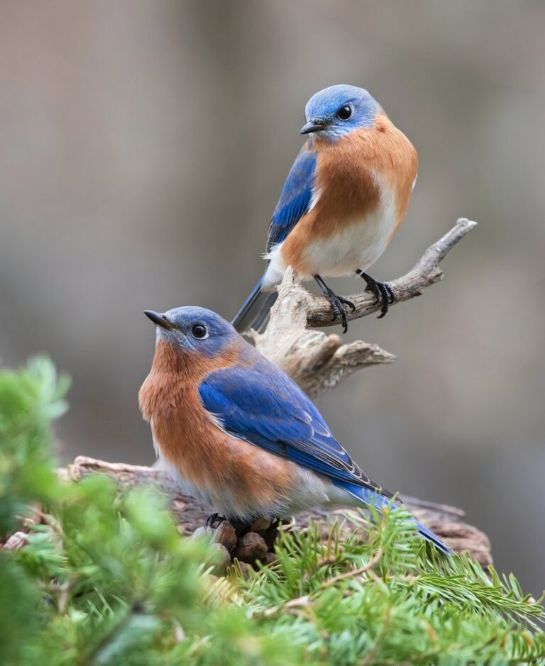 Roseland Park & Golf Course Trail Description