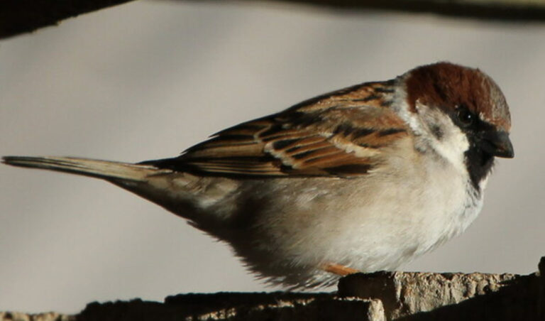 passer domesticus x montanus credit Askar Isabekov Kazakhstan