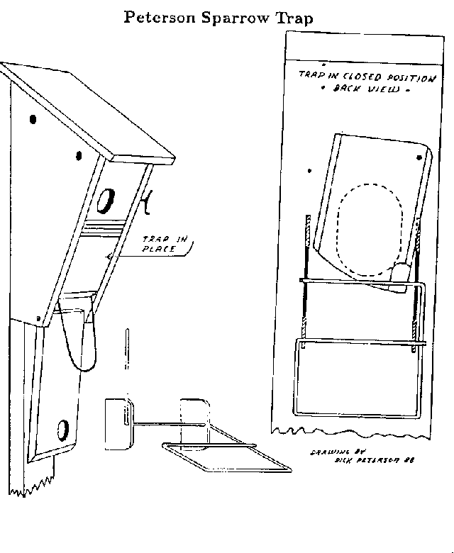 Peterson trap drawing from The Bluebird Box