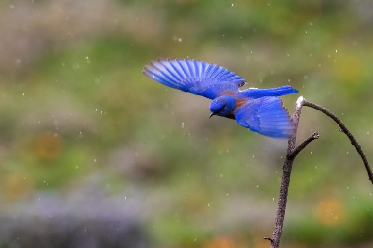 Western bluebird in flight, photo by David Brown