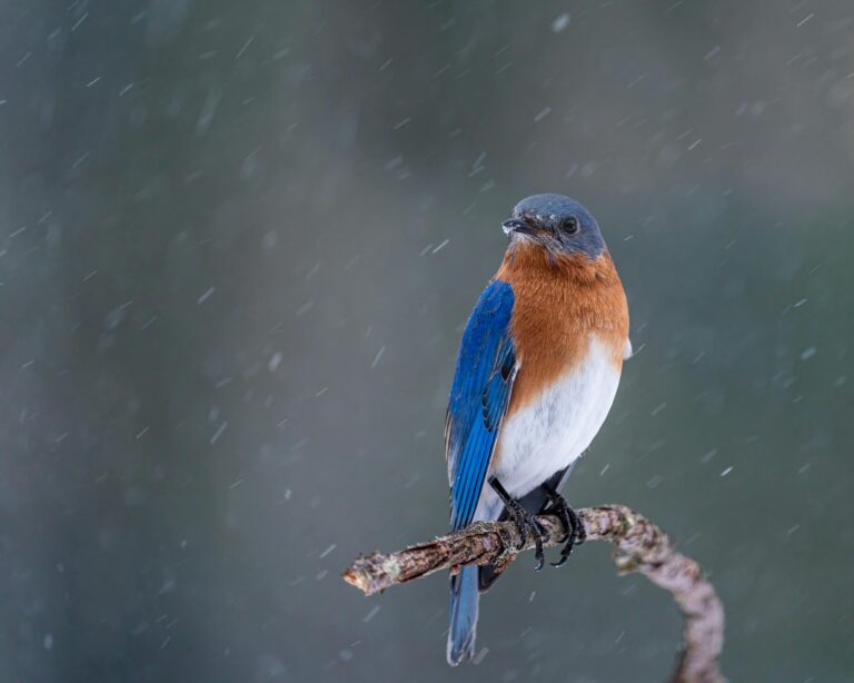 Preventing Fatal Hypothermia in Bluebird Nestlings