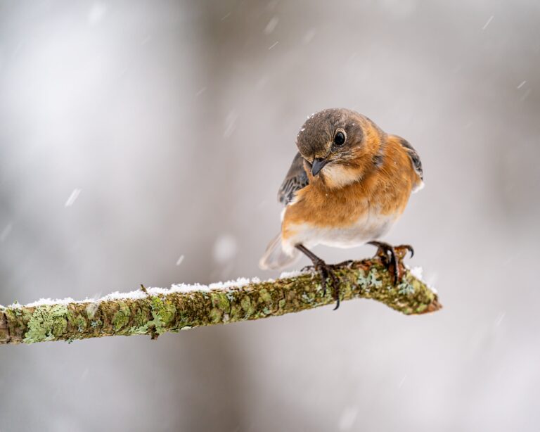 Landscaping for Bluebirds