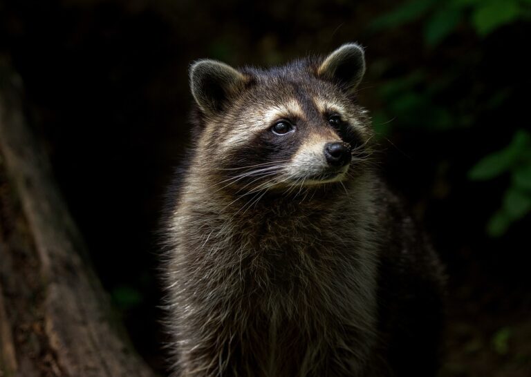 Raccoon