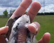 Brood Patch: What is it and where can I get one? TRES brood patch. Photo by Torrey Moss.