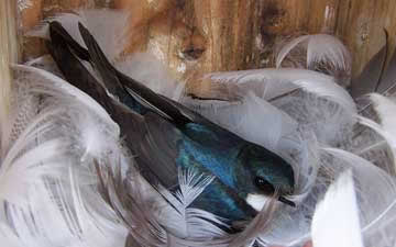 Tree Swallow on nest. Photo by Bet Zimmerman Smith