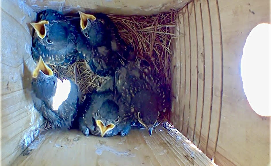 Photo by Christine Boran of VA, bluebird nestlings panting