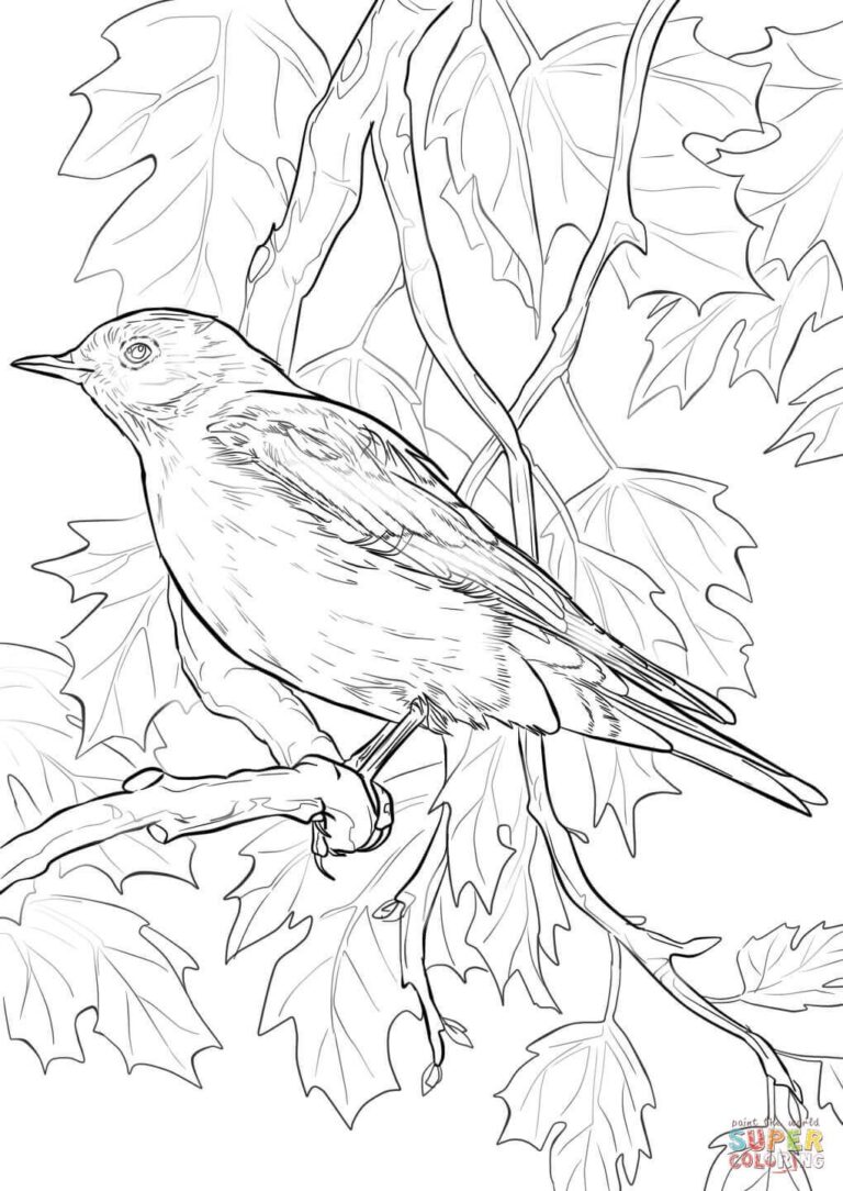 Coloring Page: Western Bluebird - Sialis.org: Info on Bluebirds & Other ...