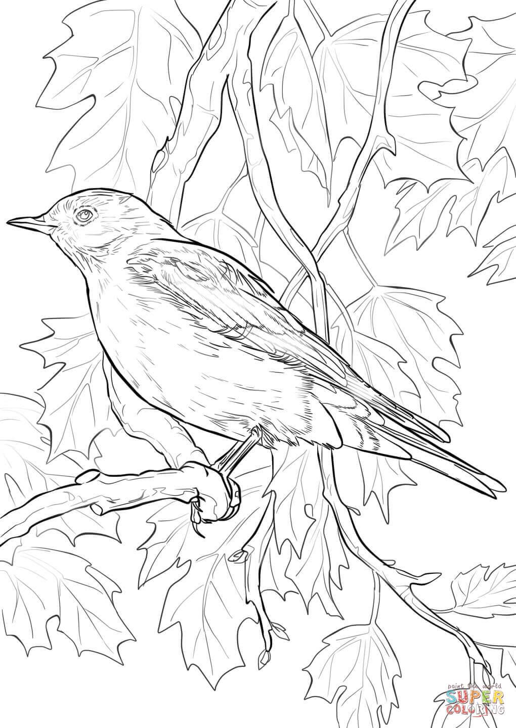 Western Bluebird Coloring Page
