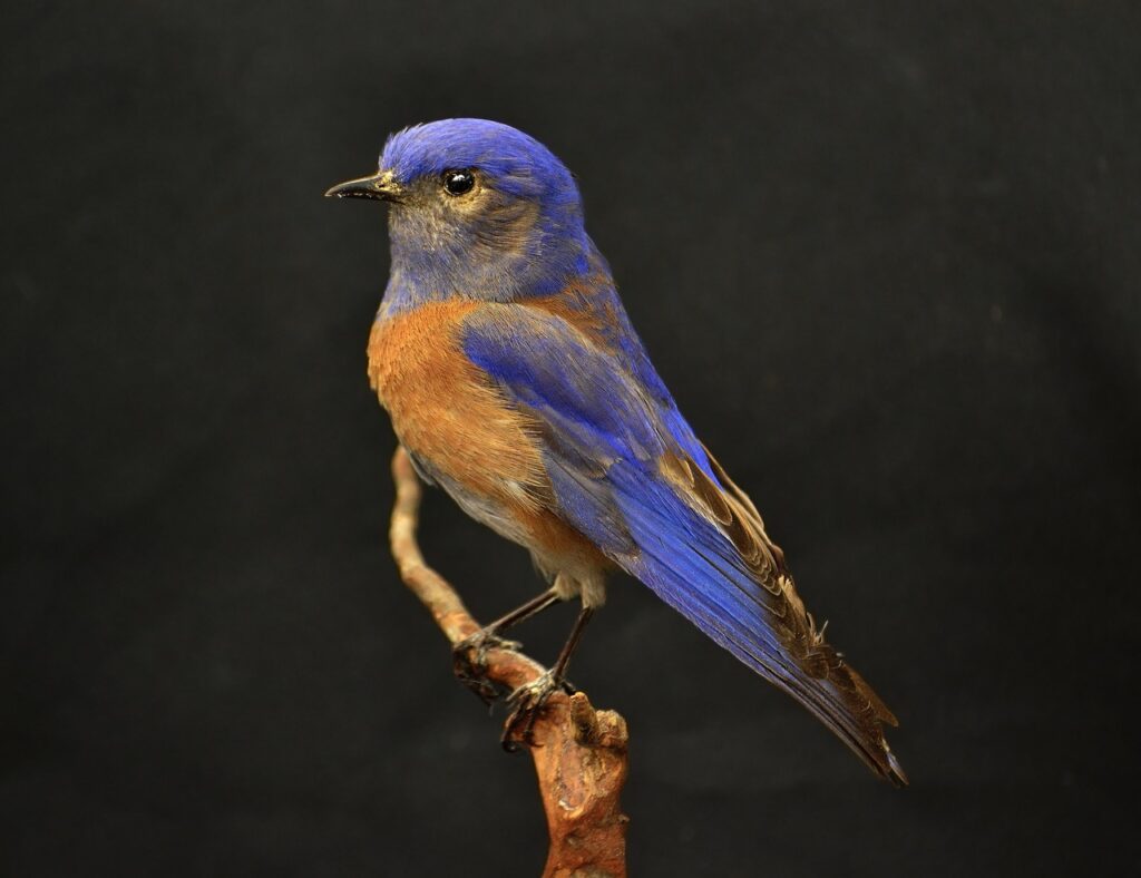 Western Bluebird by Cheerfully_lost