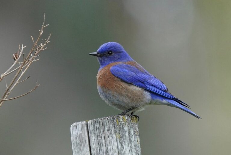 All about Western Bluebirds (Sialia mexicana) (WEBL)