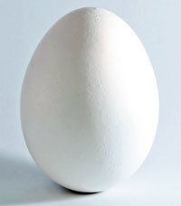 chicken egg